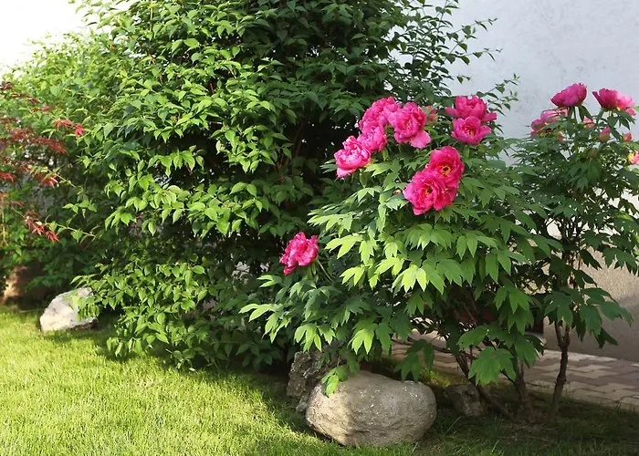 Casa Jasmine Guest house Brasov